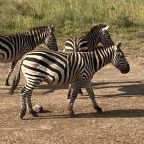 BLOG: Safari Rally – a day in the wild and a road trip to Naivasha